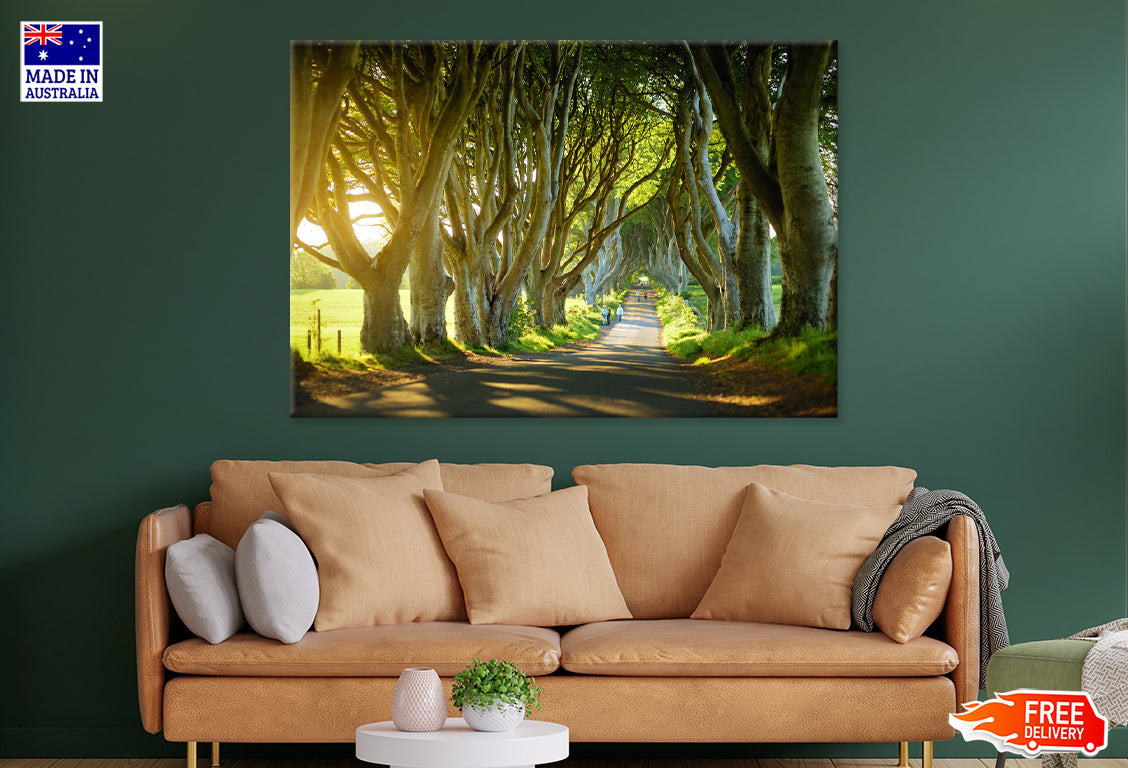 Beech Trees Covered Road View Print 100% Australian Made Stretched Canvas Ready to Hang - NT-133