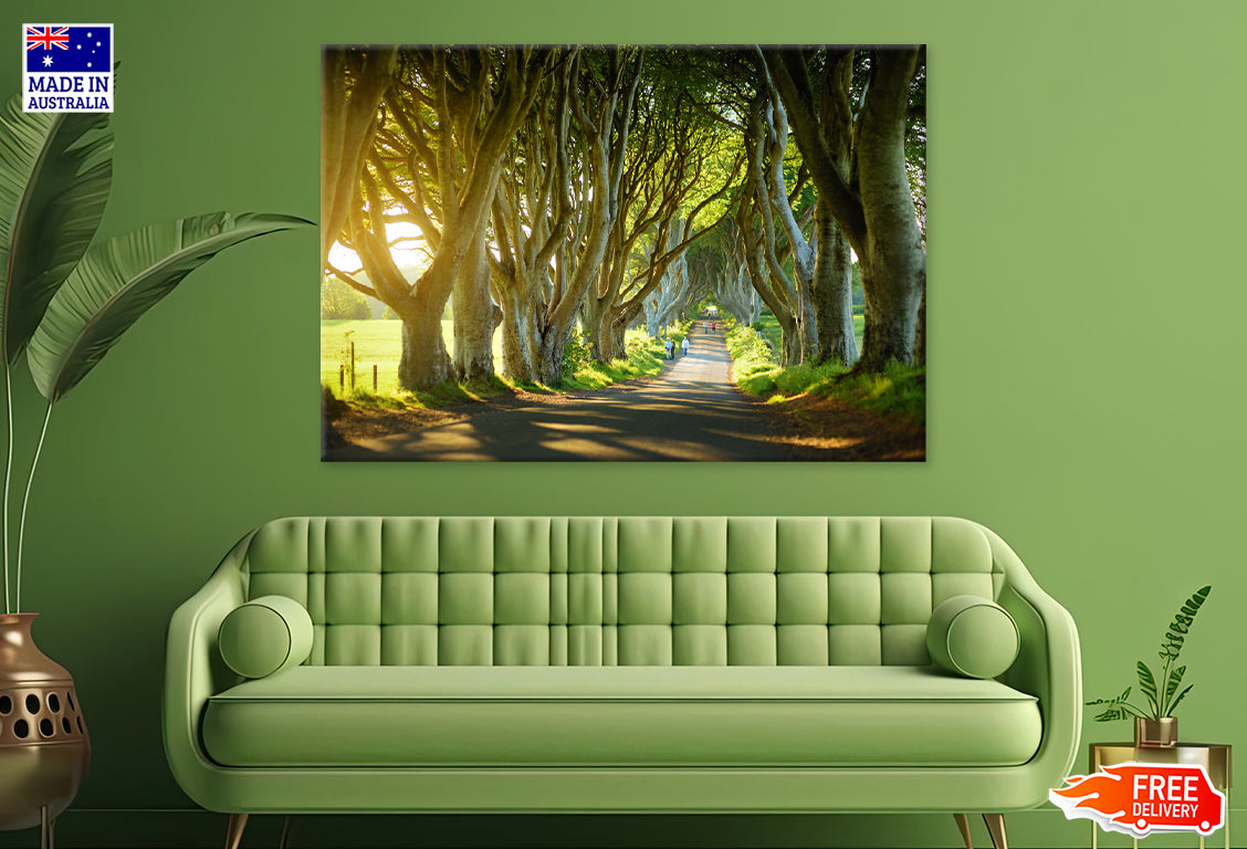 Beech Trees Covered Road View Print 100% Australian Made Stretched Canvas Ready to Hang - NT-133