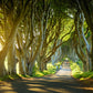 Beech Trees Covered Road View Print 100% Australian Made Stretched Canvas Ready to Hang - NT-133