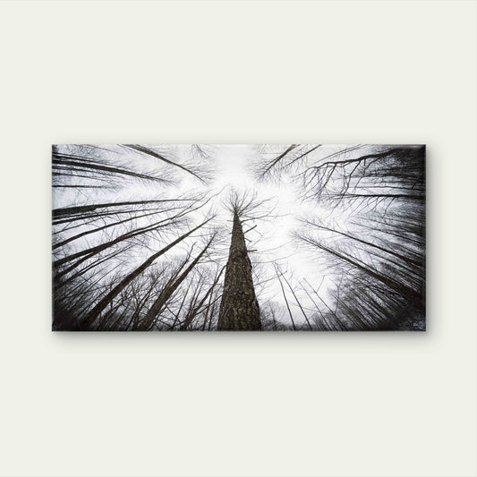 Low Angle View Of Trees Wall Art Canvas Office Home Room Framed 80x45cm