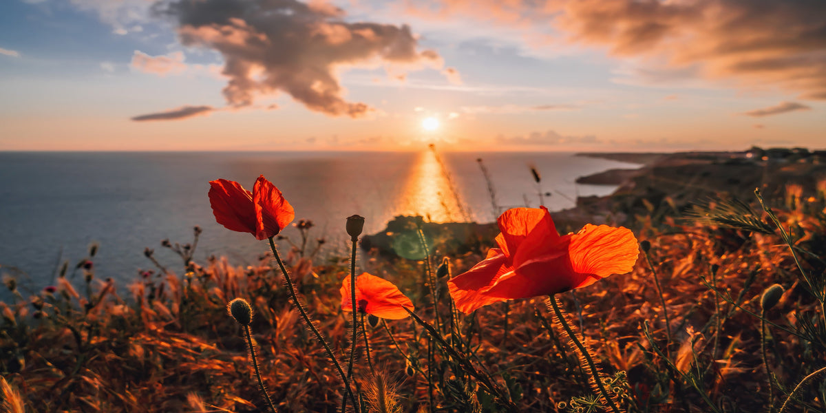 Poppies Spring Sea with Sunset Sky Coastline Wall Art Canvas Office Home Room Framed 80x45cm