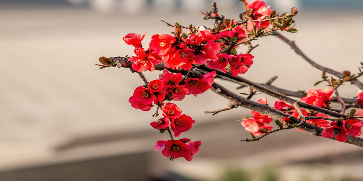 Red Japanese Quince Maules Flower Blooming Wall Art Canvas Office Home Room Framed 80x45cm