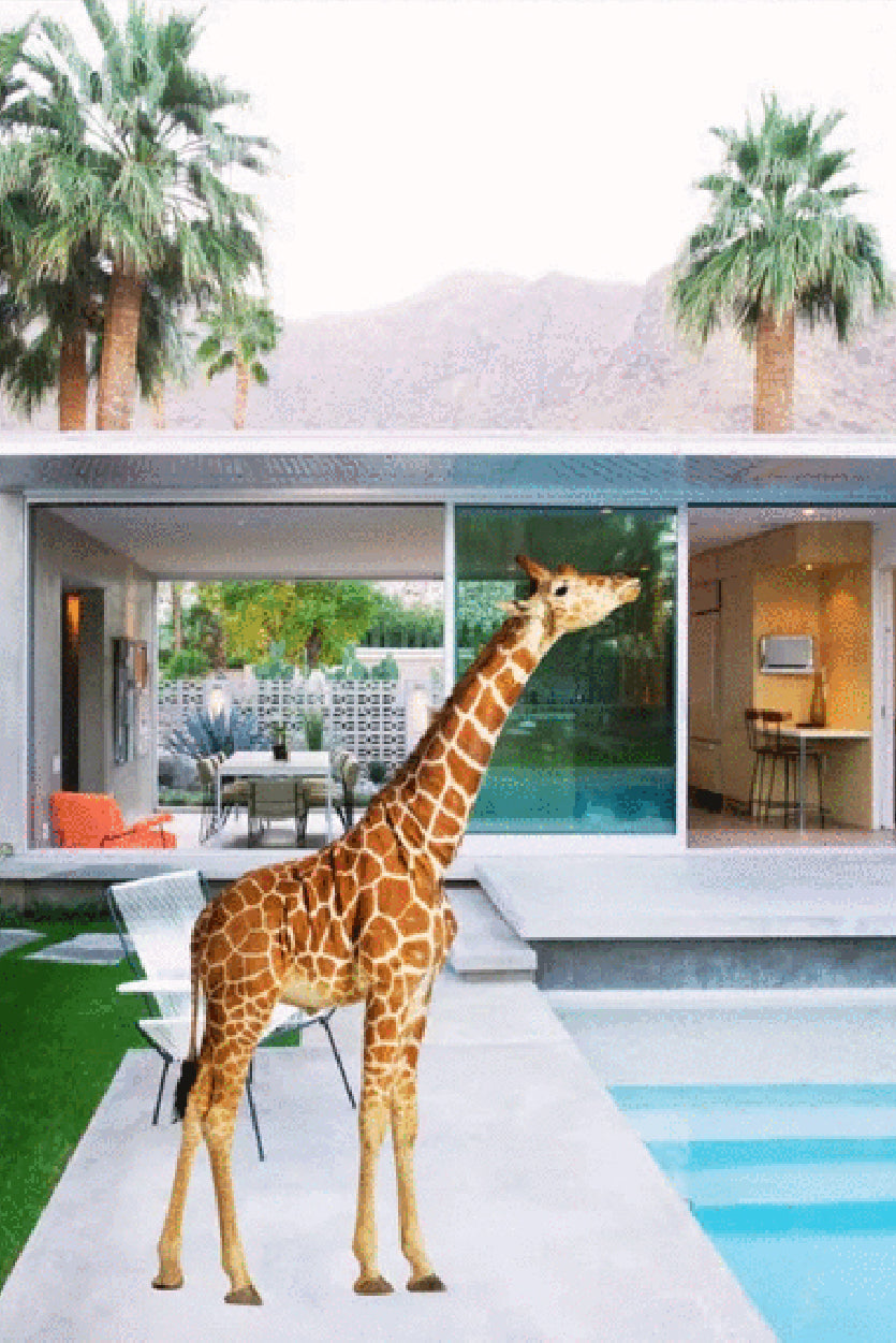 Giraffe Near Pool Fashion Design Print 100% Australian Made Stretched Canvas Ready to Hang -  FS - 117