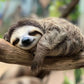 Cute Sleeping Sloth Tree Branch Tropical Wildlife Wall Art Canvas Office Home Room Framed 120x60cm