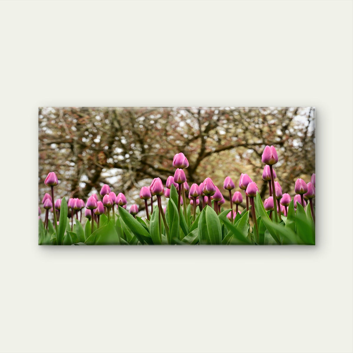 Pink Tulips In Spring Wall Art Canvas Office Home Room Framed 80x45cm