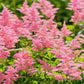 Pink Astilbe Garden Flower Wall Art Canvas Office Home Room Framed 120x60cm