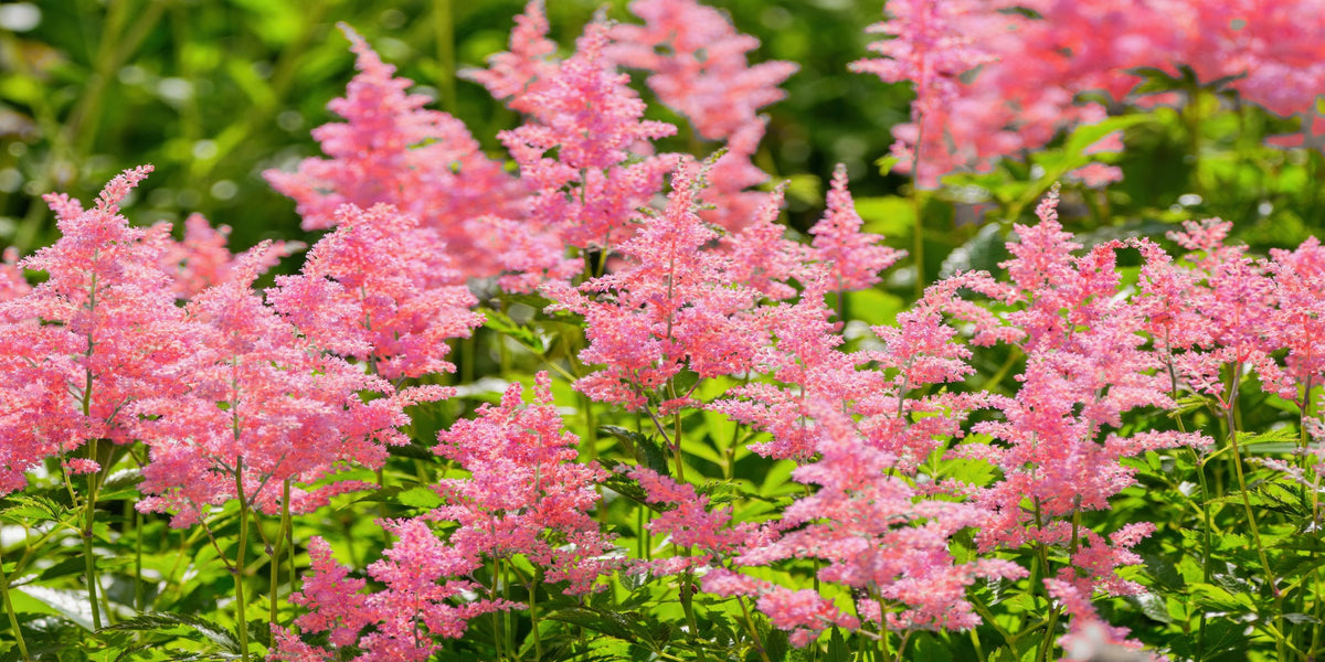 Pink Astilbe Garden Flower Wall Art Canvas Office Home Room Framed 120x60cm