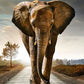 Majestic Elephant Strolling Down Road Print 100% Australian Made 40x60cm Stretched Canvas Ready to Hang