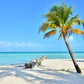 Coconut Palm Tree On Beach Print 100% Australian Made Stretched Canvas Ready to Hang - BC-105