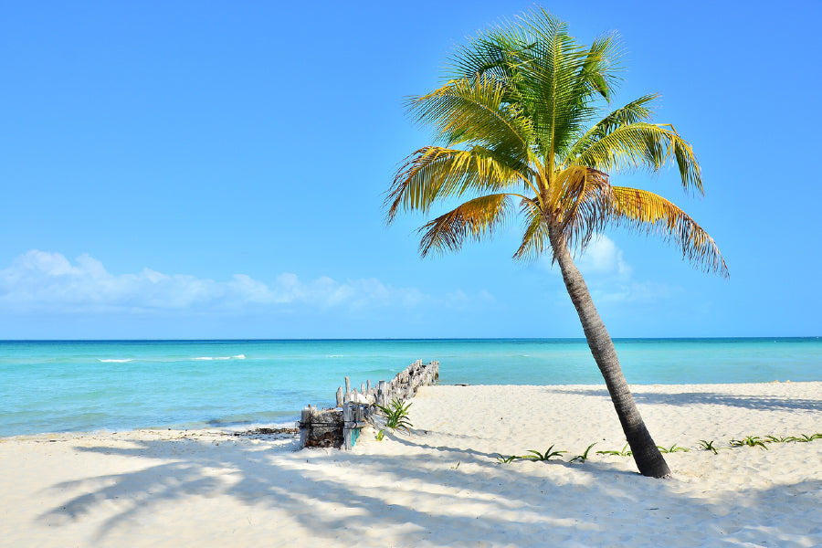 Coconut Palm Tree On Beach Print 100% Australian Made Stretched Canvas Ready to Hang - BC-105