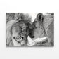 Black And White Couple of Majestic Lions Print 100% Australian Made 60x40cm Stretched Canvas Ready to Hang