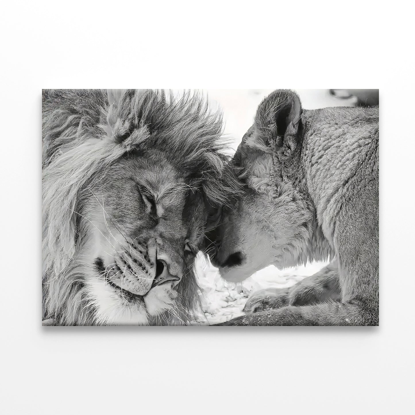 Black And White Couple of Majestic Lions Print 100% Australian Made 60x40cm Stretched Canvas Ready to Hang