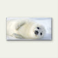 Baby Harp Seal Snow Arctic Wall Art Canvas Office Home Room Framed 120x60cm