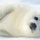 Baby Harp Seal Snow Arctic Wall Art Canvas Office Home Room Framed 120x60cm