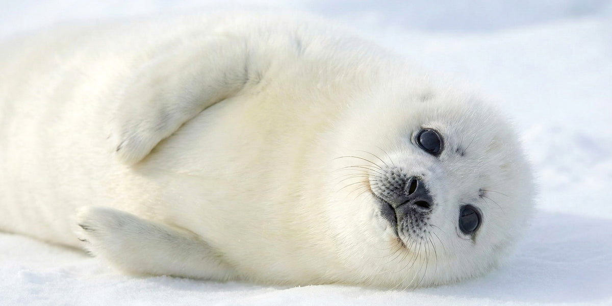 Baby Harp Seal Snow Arctic Wall Art Canvas Office Home Room Framed 120x60cm