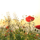 Red Poppy Field Wildflower Bloom Wall Art Canvas Office Home Room Framed 120x60cm