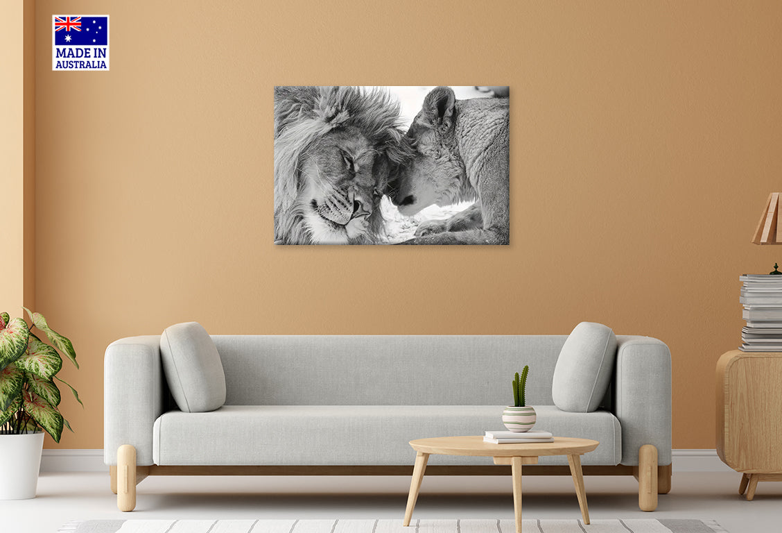 Black And White Couple of Majestic Lions Print 100% Australian Made 60x40cm Stretched Canvas Ready to Hang