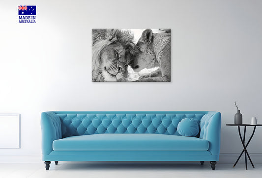 Black And White Couple of Majestic Lions Print 100% Australian Made 60x40cm Stretched Canvas Ready to Hang