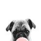 Pug Dog with Balloon Fashion Print 100% Australian Made Stretched Canvas Ready to Hang - FS - 120