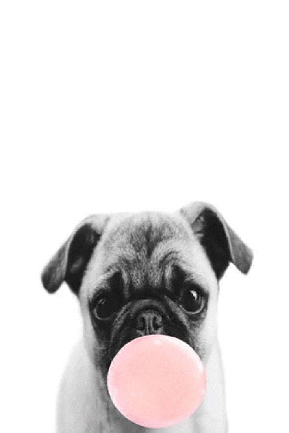 Pug Dog with Balloon Fashion Print 100% Australian Made Stretched Canvas Ready to Hang - FS - 120