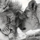 Black And White Couple of Majestic Lions Print 100% Australian Made 60x40cm Stretched Canvas Ready to Hang