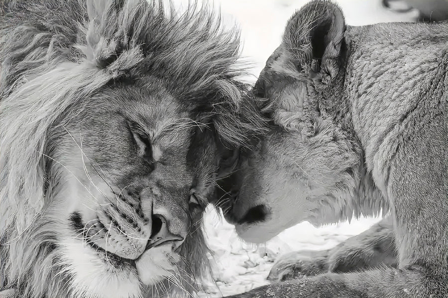 Black And White Couple of Majestic Lions Print 100% Australian Made 60x40cm Stretched Canvas Ready to Hang