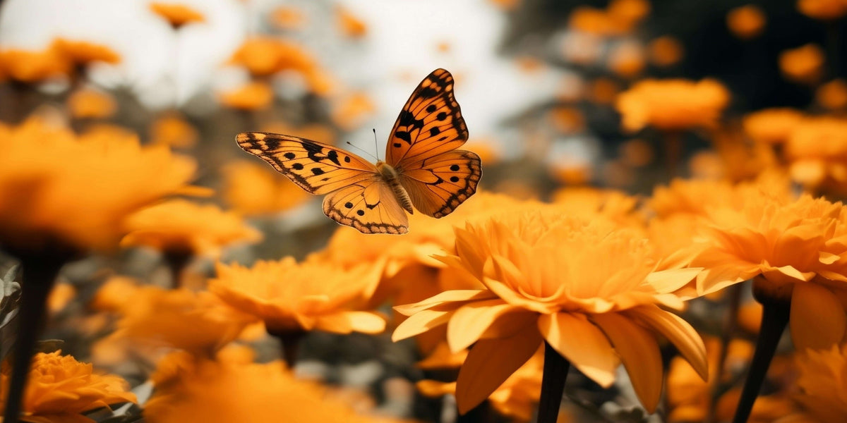 Orange Butterfly Flower Garden Wall Art Canvas Office Home Framed 80x45cm