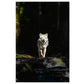 White Wolf & Forest View Print 100% Australian Made 40x60cm Stretched Canvas Ready to Hang