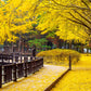Autumn With Ginkgo Tree Nami Island Korea Wall Art Canvas Office Home Room Framed 80x45cm