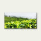 Green Tea Plantation View Wall Art Canvas Office Home Room Framed 120x60cm