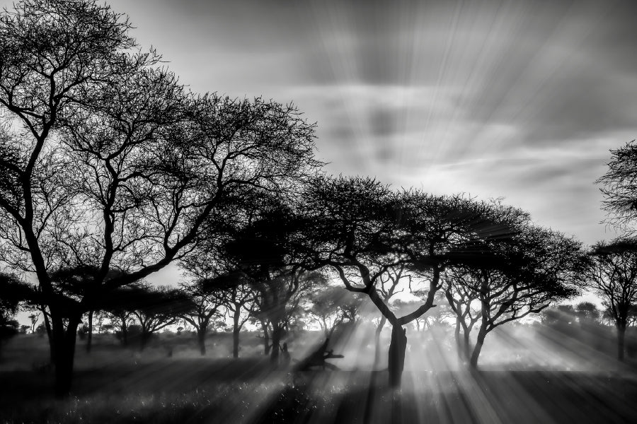 Greyscale Shot With Trees During Sunset Print 100% Australian Made Stretched Canvas Ready to Hang - BW-109