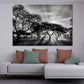 Greyscale Shot With Trees During Sunset Print 100% Australian Made Stretched Canvas Ready to Hang - BW-109