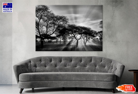 Greyscale Shot With Trees During Sunset Print 100% Australian Made Stretched Canvas Ready to Hang - BW-109