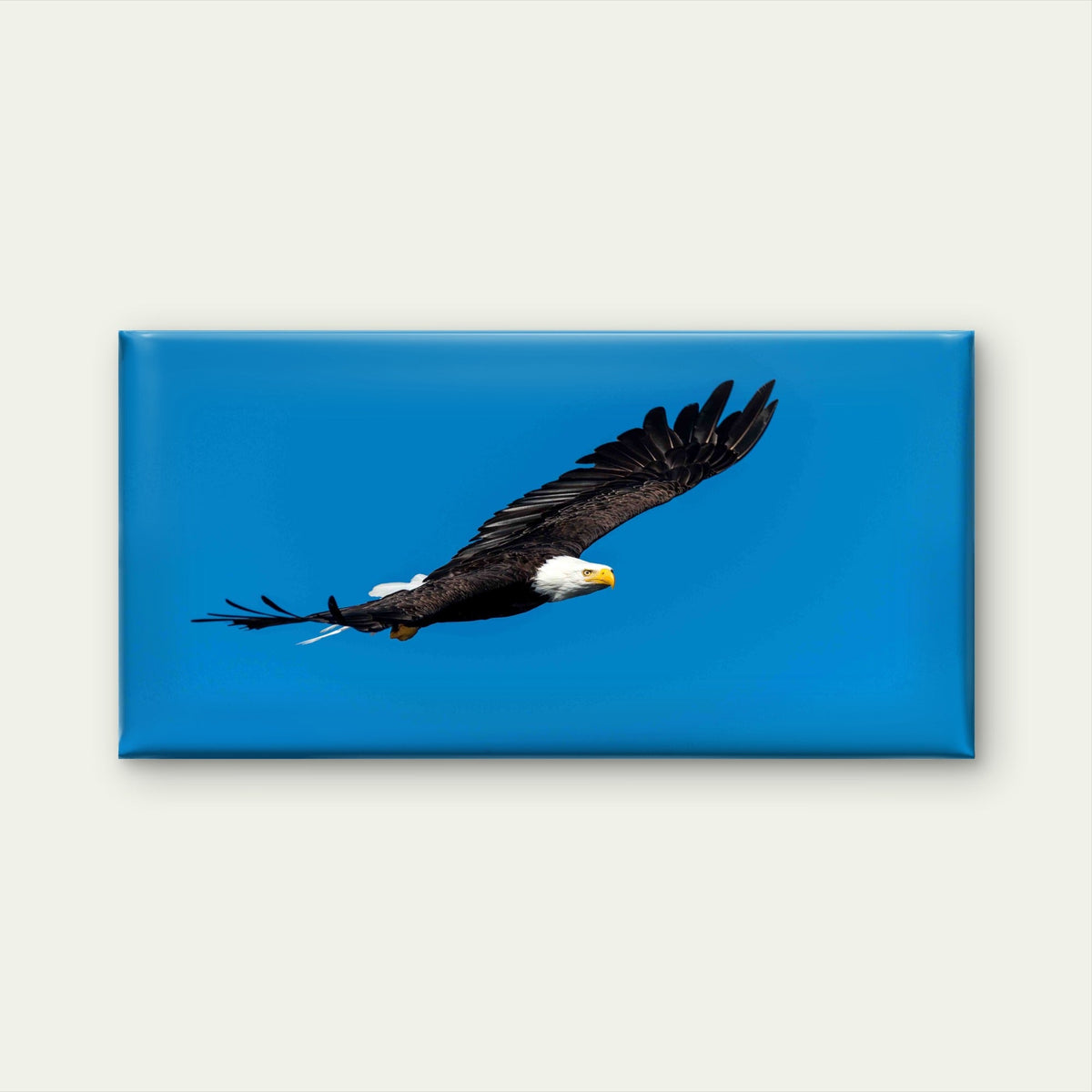Shot of a Flying Bald Eagle Wall Art Canvas Office Home Room Framed 80x45cm