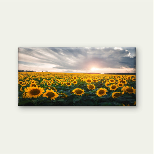 Sunflower Nature Sky Scenery Art Wall Art Canvas Office Home Framed 80x45cm