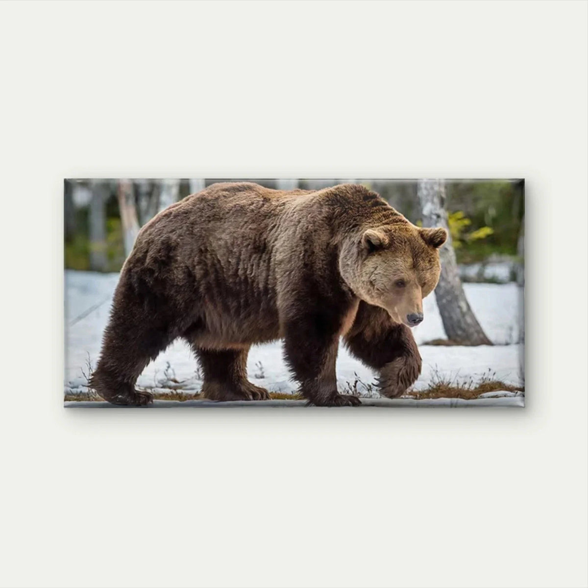 Brown Bear Walking in Snow Wall Art Canvas Office Home Room Framed 120x60cm