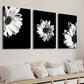3pcs Elegant Black & White Gerbera Floral Wall Art Set Canvas Framed 40x60cm - High Quality Print 100% Australian Made Wall Canvas Ready to Hang