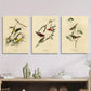 3pcs style birds of America illustration, Metal Print Ready to Hang Art
