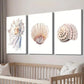3pcs Polygonal Fan-Shaped Pattern Seashell Wall Art Set Canvas Framed 40x60cm - High Quality Print 100% Australian Made Wall Canvas Ready to Hang
