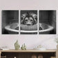3pcs Lion Reading Newspaper Black And White Metal Print Ready to Hang Art