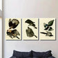 3pcs Vintage Australian Birds Metal Print Ready to Hang Art