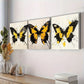 3pcs Black And Yellow Butterflies Colorful  Wall Art Set Canvas Framed 40x60cm - High Quality Print 100% Australian Made Wall Canvas Ready to Hang
