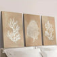 3pcs Beige coral art, seaweed botanical painting  Wall Art Set Canvas Framed 40x60cm - High Quality Print 100% Australian Made Wall Canvas Ready to Hang