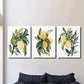 3pcs  Botanical Fruit Illustrations with Green Leaf Metal Print Ready to Hang Art
