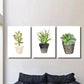3pcs Vibrant Potted Succulent & Cactus Plant Wall Art Set Canvas Framed 40x60cm - High Quality Print 100% Australian Made Wall Canvas Ready to Hang