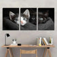 3pcs Style Cute Cat Black and White Metal Print Ready to Hang Art
