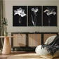 3pcs  Elegant Black & White Monochrome Flora Wall Art Set Canvas Framed 40x60cm - High Quality Print 100% Australian Made Wall Canvas Ready to Hang