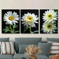 3pcs White Daisy Floral Modern Flower Painting Wall Art Set Canvas Framed 40x60cm - High Quality Print 100% Australian Made Wall Canvas Ready to Hang