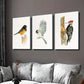 3pcs Thrush Carolina Chickadee Woodpecker Wall Art Set Canvas Framed 40x60cm - High Quality Print 100% Australian Made Wall Canvas Ready to Hang