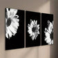 3pcs Elegant Black & White Gerbera Floral Wall Art Set Canvas Framed 40x60cm - High Quality Print 100% Australian Made Wall Canvas Ready to Hang